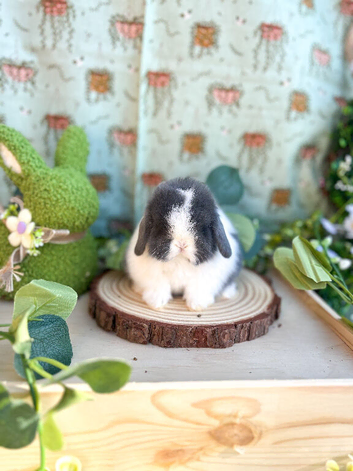 ️ PUREBRED QUALITY MINI LOP BABIES ️