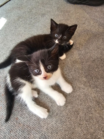 Kittens for sale