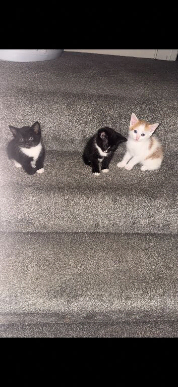 3 kittens