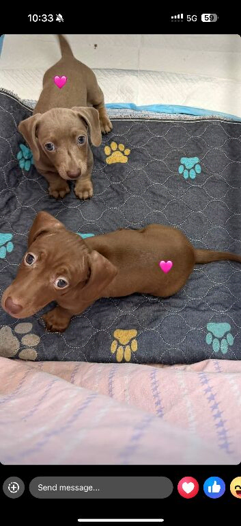 Beautiful dachshunds