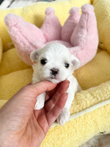 Exceptional Full Korean Maltese Puppies