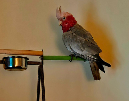 Male galah cockatoo silly tame