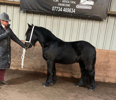 3 yo fell pony gelding