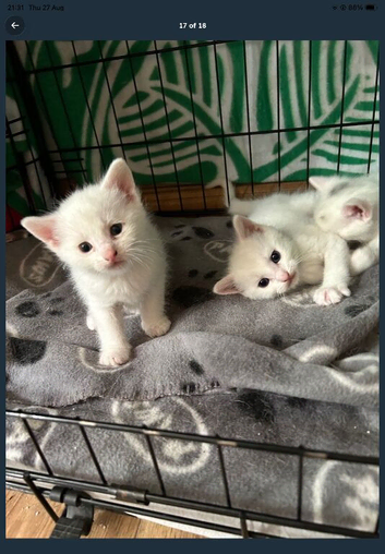 Kittens