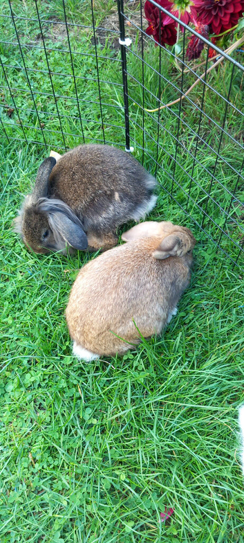 Lion head bunnies