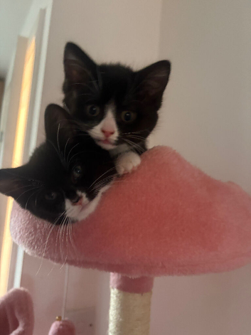 Two beautiful girlys