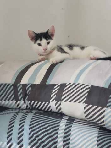 6 month old kitten needs a loving home