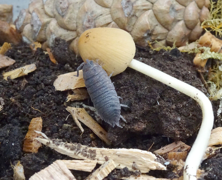 Rough Isopod Expert Starter Kit - enough Rough Isopods to establish a colony of your own + More