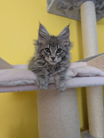 TICA Registered Maine Coon Kittens