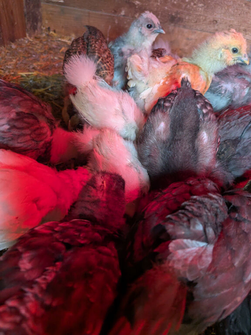 Chicks silkie crosses for sale