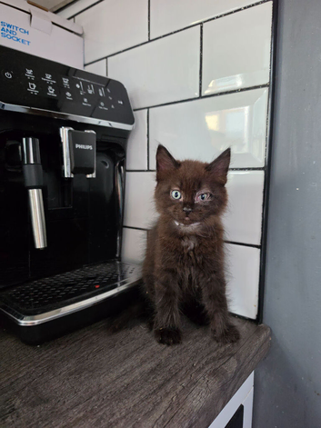 Russian Blue x Main Coon cross kittens