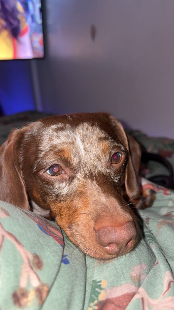 Merle dachshund