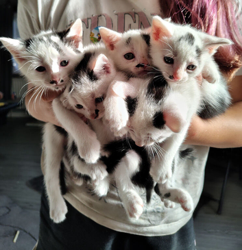Kittens for sale
