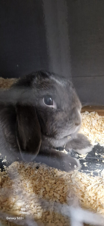 Rabbit for sale