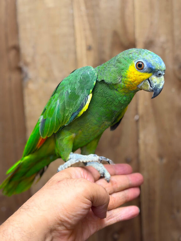 Orange winged Amazon