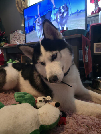 Rex, 4 year old dog