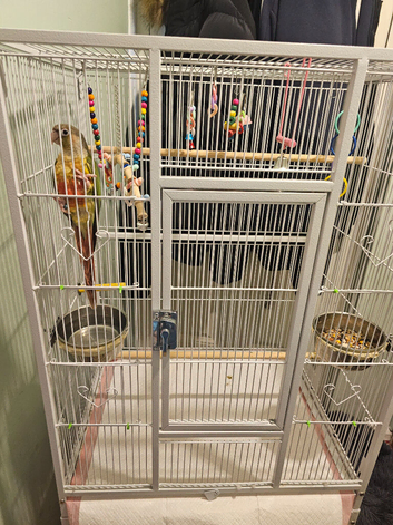 Conure