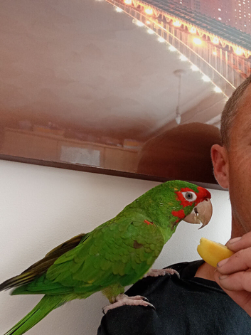 Lovely parrot for sale