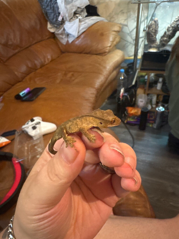 3 unsexed crested geckos