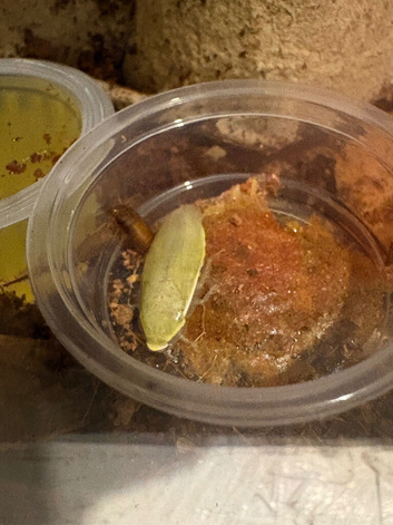 Panchlora Nivea