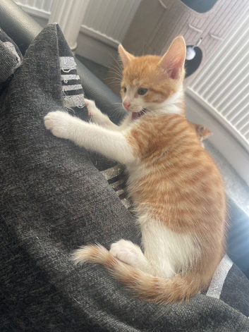 Beautiful kitten