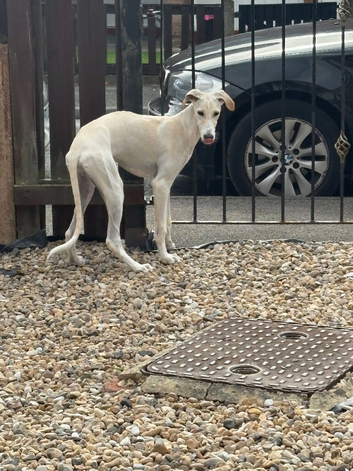 Saluki