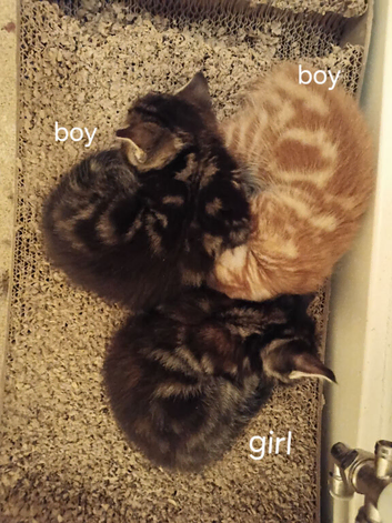 9 week old kittens