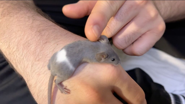 Fancy Mice
