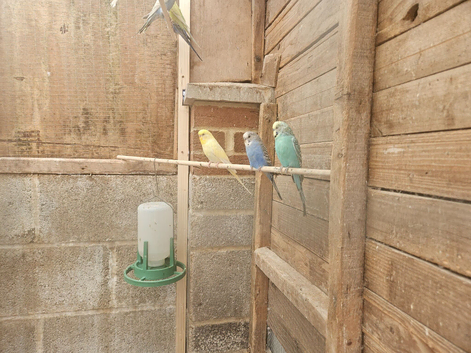 Budgies for sale