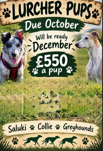 Lurcher