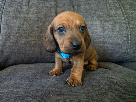 Miniature Dachshund puppies