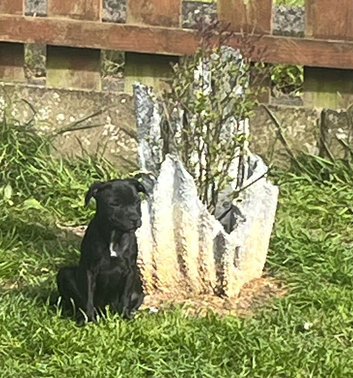 Puppies for sale