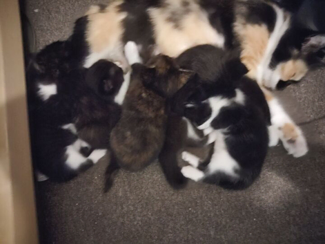 Kittens Available