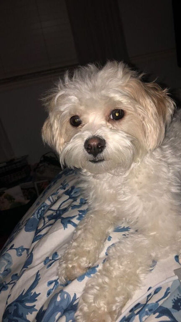 Adorable Maltipoo Puppy