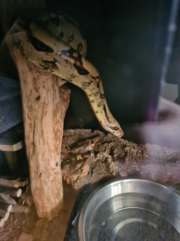 Female boa constrictor