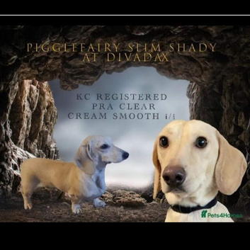 Stunning cream mini Dachshund stud boy