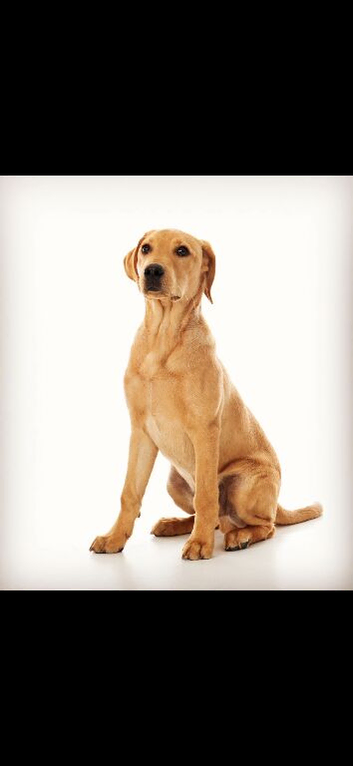 Labrador for stud, KC Registered