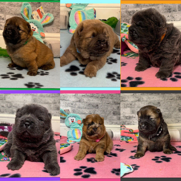 KC registered 6 outstanding adorable chow chow puppies