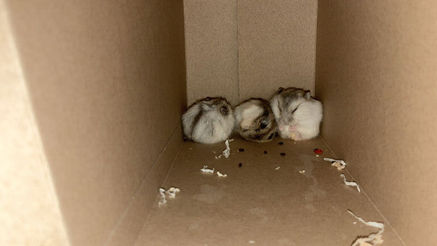 Russian dwarf hamsters