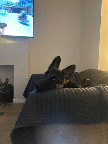 Mali x gsd