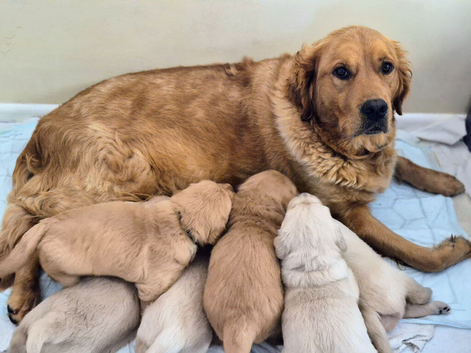 Golden retriever puppies