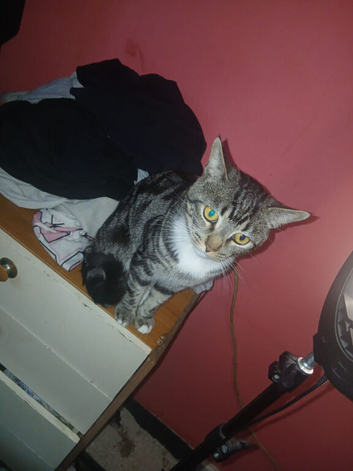 1 year old cat
