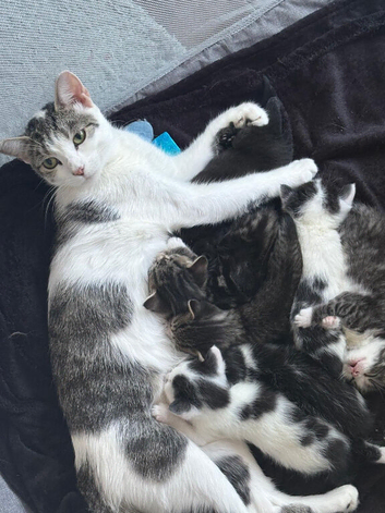 6 beautiful kittens for sale