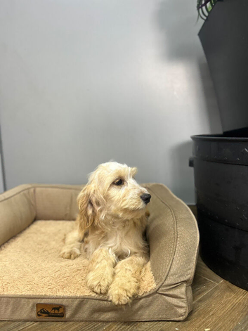 Snowflake champagne cockapoo girl ready now