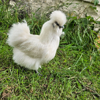 Silkies and mixed bantam