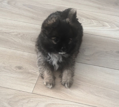 pomchie puppies
