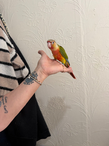 Handreared conure