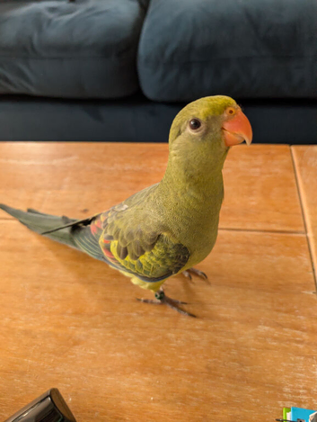 Rock Pebbler / Regent parrot