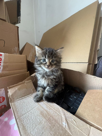 Bengal x Maine Coon