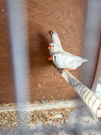 Young zebra finch for sale